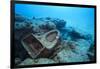 Toilet Bowl Resting on Coral Reef in Dominican Republic-Paul Souders-Framed Photographic Print