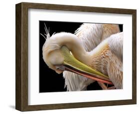 Toileting...-Thierry Dufour-Framed Photographic Print