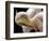 Toileting...-Thierry Dufour-Framed Photographic Print