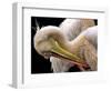 Toileting...-Thierry Dufour-Framed Photographic Print