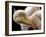 Toileting...-Thierry Dufour-Framed Photographic Print