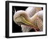 Toileting...-Thierry Dufour-Framed Photographic Print