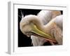 Toileting...-Thierry Dufour-Framed Photographic Print