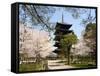 Toji Pagoda, Unesco World Heritage Site, Spring Cherry Blossom, Kyoto City, Honshu Island, Japan-Christian Kober-Framed Stretched Canvas