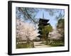 Toji Pagoda, Unesco World Heritage Site, Spring Cherry Blossom, Kyoto City, Honshu Island, Japan-Christian Kober-Framed Photographic Print