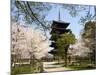 Toji Pagoda, Unesco World Heritage Site, Spring Cherry Blossom, Kyoto City, Honshu Island, Japan-Christian Kober-Mounted Photographic Print
