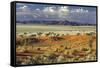 Tok Tokkie Desert-Marc Pelissier-Framed Stretched Canvas