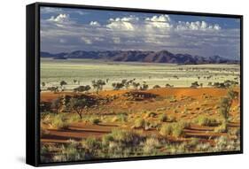 Tok Tokkie Desert-Marc Pelissier-Framed Stretched Canvas