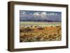 Tok Tokkie Desert-Marc Pelissier-Framed Photographic Print