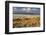 Tok Tokkie Desert-Marc Pelissier-Framed Photographic Print