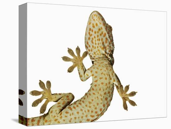 Tokay Gecko From Below-Martin Harvey-Stretched Canvas