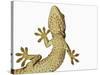Tokay Gecko From Below-Martin Harvey-Stretched Canvas