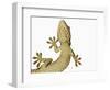 Tokay Gecko From Below-Martin Harvey-Framed Photographic Print