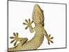 Tokay Gecko From Below-Martin Harvey-Mounted Photographic Print