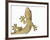 Tokay Gecko From Below-Martin Harvey-Framed Photographic Print