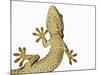 Tokay Gecko From Below-Martin Harvey-Mounted Photographic Print