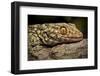 Tokay gecko (Gekko gecko) Shek Pik, Lantau Island, Hong Kong, China.-Magnus Lundgren / Wild Wonders of China-Framed Photographic Print