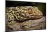 Tokay gecko (Gekko gecko) Shek Pik, Lantau Island, Hong Kong, China.-Magnus Lundgren / Wild Wonders of China-Mounted Photographic Print