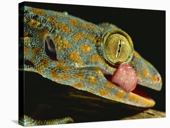 Tokay Gecko Using Tongue to Clean Eye, Southeast Asia-James Gritz-Stretched Canvas