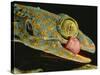 Tokay Gecko Using Tongue to Clean Eye, Southeast Asia-James Gritz-Stretched Canvas