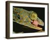 Tokay Gecko Using Tongue to Clean Eye, Southeast Asia-James Gritz-Framed Photographic Print