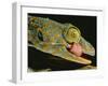 Tokay Gecko Using Tongue to Clean Eye, Southeast Asia-James Gritz-Framed Photographic Print