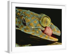 Tokay Gecko Using Tongue to Clean Eye, Southeast Asia-James Gritz-Framed Photographic Print