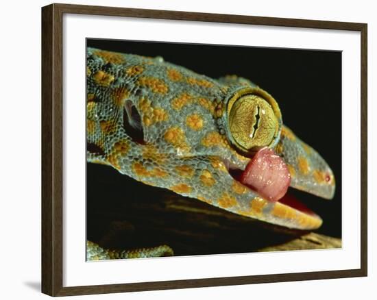 Tokay Gecko Using Tongue to Clean Eye, Southeast Asia-James Gritz-Framed Photographic Print