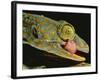 Tokay Gecko Using Tongue to Clean Eye, Southeast Asia-James Gritz-Framed Photographic Print