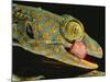 Tokay Gecko Using Tongue to Clean Eye, Southeast Asia-James Gritz-Mounted Photographic Print