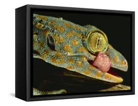 Tokay Gecko Using Tongue to Clean Eye, Southeast Asia-James Gritz-Framed Stretched Canvas