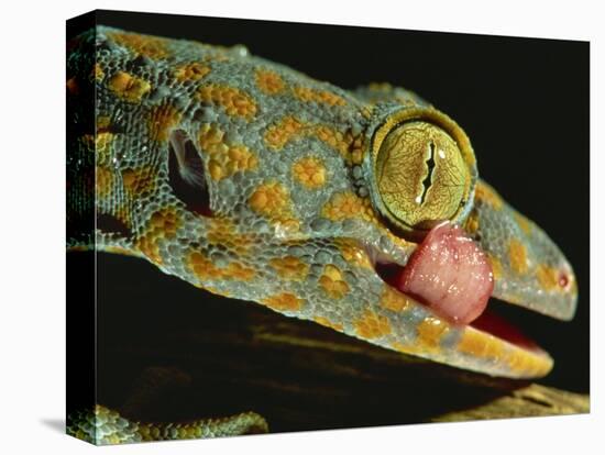 Tokay Gecko Using Tongue to Clean Eye, Southeast Asia-James Gritz-Stretched Canvas