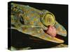 Tokay Gecko Using Tongue to Clean Eye, Southeast Asia-James Gritz-Stretched Canvas