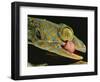 Tokay Gecko Using Tongue to Clean Eye, Southeast Asia-James Gritz-Framed Photographic Print