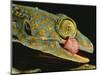 Tokay Gecko Using Tongue to Clean Eye, Southeast Asia-James Gritz-Mounted Photographic Print