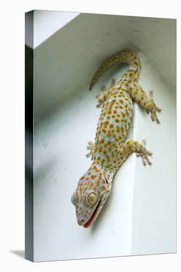 Tokay Gecko-Andrey Zvoznikov-Stretched Canvas