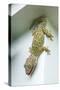 Tokay Gecko-Andrey Zvoznikov-Stretched Canvas