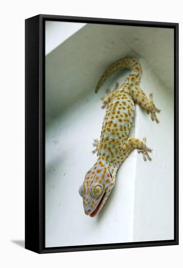 Tokay Gecko-Andrey Zvoznikov-Framed Stretched Canvas