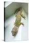 Tokay Gecko-Andrey Zvoznikov-Stretched Canvas