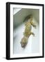 Tokay Gecko-Andrey Zvoznikov-Framed Photographic Print