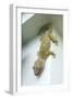 Tokay Gecko-Andrey Zvoznikov-Framed Photographic Print