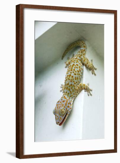 Tokay Gecko-Andrey Zvoznikov-Framed Photographic Print