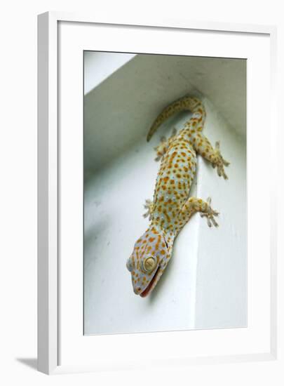 Tokay Gecko-Andrey Zvoznikov-Framed Photographic Print