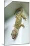 Tokay Gecko-Andrey Zvoznikov-Mounted Photographic Print