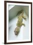 Tokay Gecko-Andrey Zvoznikov-Framed Photographic Print