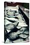 Tokyo Fish Market-null-Stretched Canvas