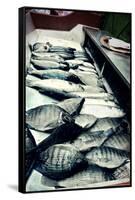 Tokyo Fish Market-null-Framed Stretched Canvas