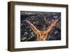 Tokyo Traffic-null-Framed Art Print