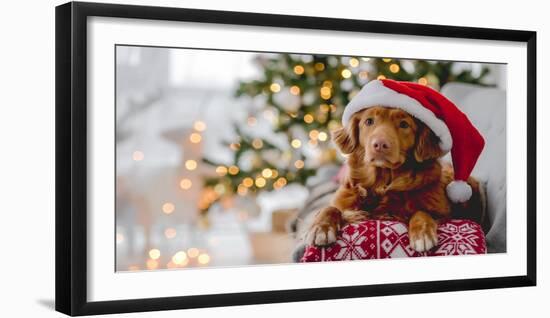 Toller Retriever in Christmas Time-VYCHEGZHANINA-Framed Photographic Print