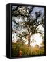 Tollhouse Ranch, Caliente, California: Rolling Green Hills and Oak Trees of the Tollhouse Ranch.-Ian Shive-Framed Stretched Canvas